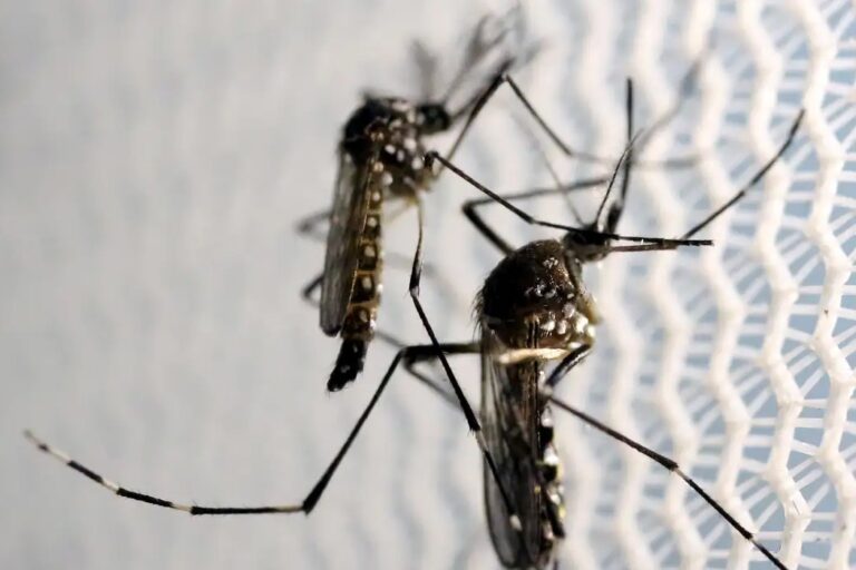 Butantan obtém aval da Anvisa para vacina contra chikungunya