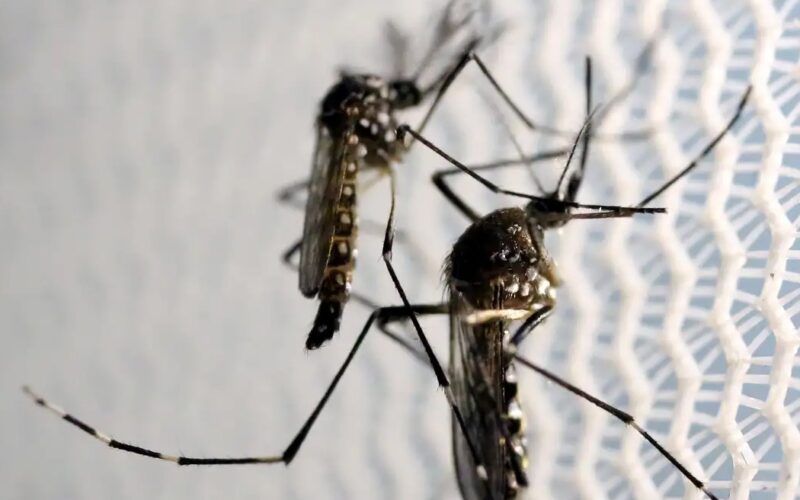 Butantan obtém aval da Anvisa para vacina contra chikungunya
