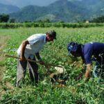 CAE aprova projeto que renegocia dívidas rurais com fundo do pré-sal
