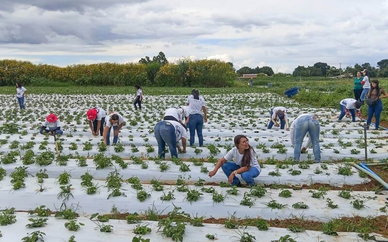 Mulheres do Campo: mais de 100 certificadas em Brazlândia