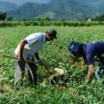 DF: saiba como regularizar ocupação de área rural