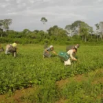 Agricultura familiar: o caminho do morango até sua mesa