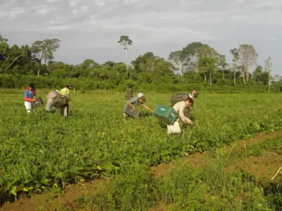 Agricultura familiar: o caminho do morango até sua mesa